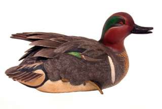 Spring Plumage Green Winged Teal Duck     