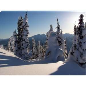 Snow Covered Trees   Revelstoke, BC, Canada   Wrapped Canvas Sunset 