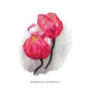 Vintage Art Magnolia Campbellii   03689 3 