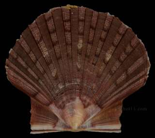 Pecten maximus 65.5mm DARK Color AWESOME Great Britain Seashell  