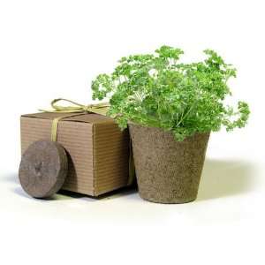   Parsley Herbs in a Box Wedding Favor   Set of 10
