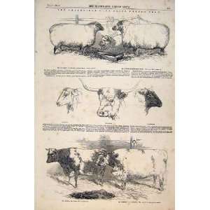 Sheep Cow Ox Hereford Leicester Southdown Cattle 1847 