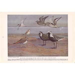   Plover Killdeer Mountain Plover   Allan Brooks Vintage Bird Print