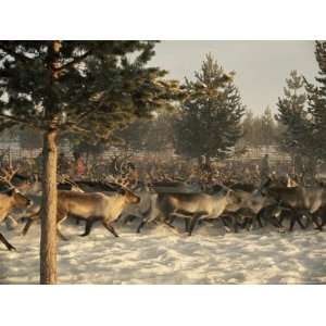  Reindeer Round Up, Lapland, Scandinavia Premium 