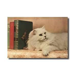 Chinchilla Persian Cat With Books Bloomsburg Pennsylvania Giclee Print 
