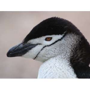 Chinstrap Penguin Head Portrait, Antarctica Premium Poster 