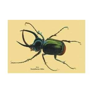  Beetle Scarabaeus Atlas of Java #2 24x36 Giclee