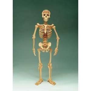 Hugh the Human Skeleton Kit  Industrial & Scientific