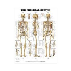 Skeletal System 3D Raised Relief Chart   Item # 9781587790652  