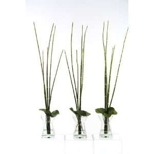  Horsetail Reed And Galax Leaves In Glass Vase Set Of 3 