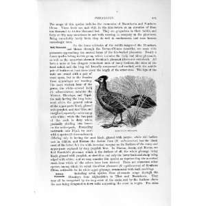   NATURAL HISTORY 1895 HORSEFIELD SILVER PHEASANT BIRD
