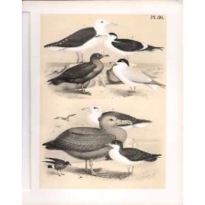  Tern Albatross Skua Science Of Birds 1878 Jasper