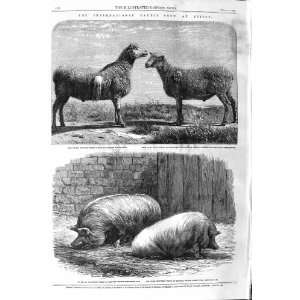  1862 CATTLE SHOW PIOSSY WEST COTSWOLDS SHEEP PIGS