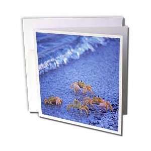   Shark Bay, Western Australia   Greeting Cards 12 Greeting Cards with