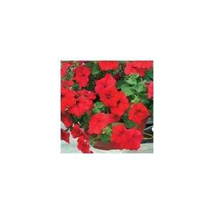  Petunia Parks Whopper Hybrid Red Seeds Patio, Lawn 