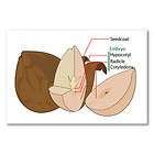   art seed avocado cross section visible seedcoat embryo hypocotyl