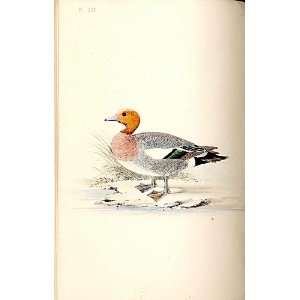  Wigeon Meyer H/C Birds 1842 50