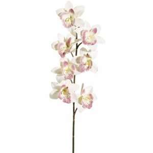  29.5 Cymbidium Orchid Spray (Box of 24)