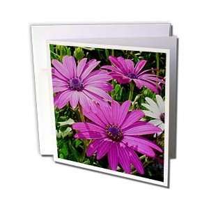  Taiche Photography Flowers   Pink Daises   Greeting Cards 