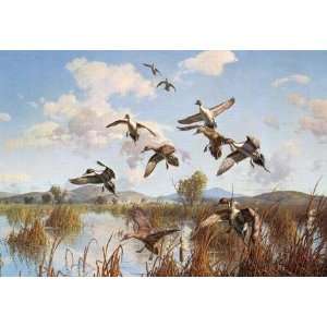  Harry Curieux Adamson   Whispering Wings Pintails