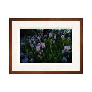  Field Of Irises Provence Alpes Cotedazur France Framed 
