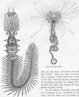ANIMALS Chaetopterus; Tube worm(Hermella), print, 1896  