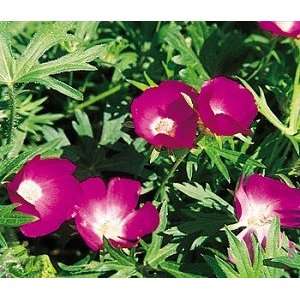  200 TALL WINECUP / POPPY MALLOW (Cowboy Rose) Callirhoe 