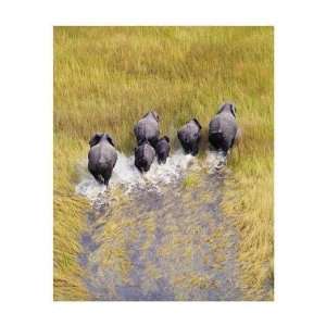  Andy Biggs   Elephants Making Way Giclee