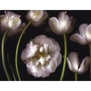 Tulip Garden by Bloomfield 28x22 