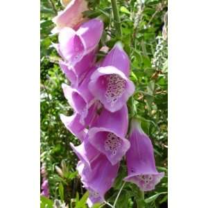 Camelot Foxglove Seed Pack