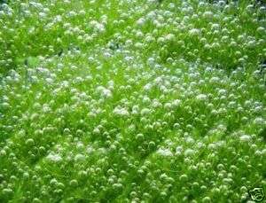 Riccia Fluitans, moss, live aquarium plant, 2x3 portion, GORGEOUS 