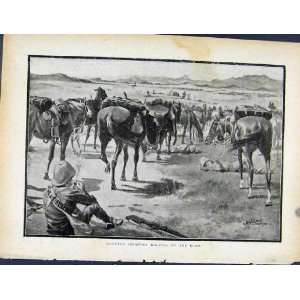  Boer War By Richard Danes Mounted Infantry Halting