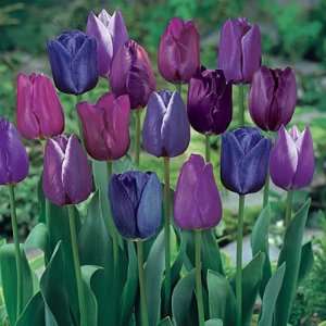  Triumph Tulip Bulbs Blue Moon Mix Patio, Lawn & Garden