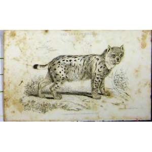  Lynx Siberia 1825 Whittaker Natural History Print