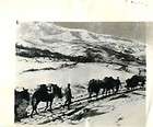WWII British 8th Army Advance with Mules to Italian Front Original 