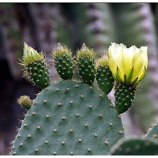 Prickly Pear Cactus 15 Seeds   Mixed Opuntia Species
