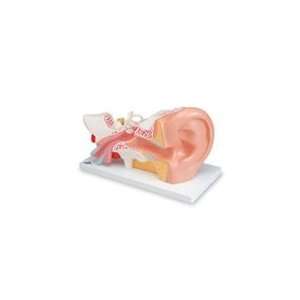  PT# SB19254U Human Ear by Nasco (sold individually 
