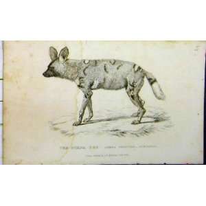   1825 Natural History Print Hyaena Dog Whittaker Animal