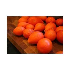  Mandarinquat Standard Five Gallon Tree