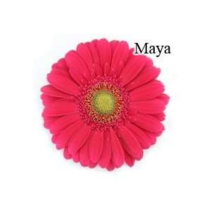  Maya Gerbera Daisies   72 Stems Arts, Crafts & Sewing
