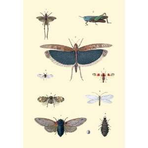 Insect Study #3 20x30 poster