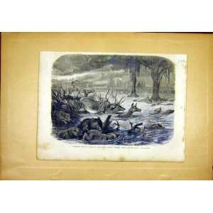  Floods Animals Savane Jacker French Print 1866