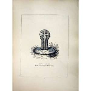  1856 Cross Boswharton Madron Cornwall Blight Print