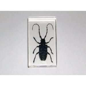   Paperweight   Spotted Long Horn Beetle (ST3206)