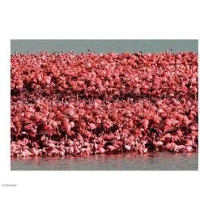 Lesser Flamingos, Kamfersdam Breeding Island, 2006 Poster (10.00 x 8 