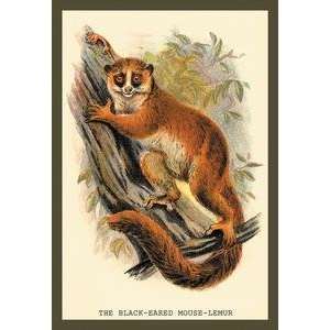   printed on 20 x 30 stock. Black Eared Mouse Lemur