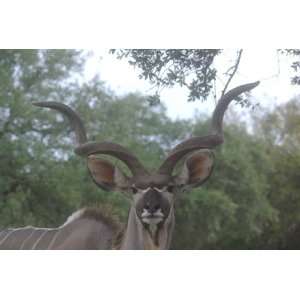  Kudu Taxidermy Photo Reference CD