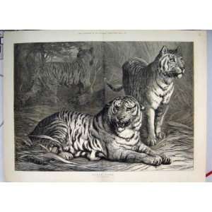  Royal Game Siberian Tigers Growling Ears Back Print