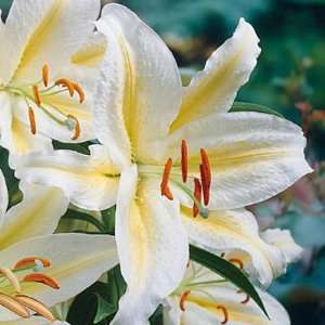  Wild Lily Bulbs Golden Rayed Lily of Japan Patio, Lawn 