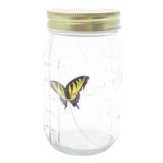 Butterfly in a Jar   Yellow Swallowtail